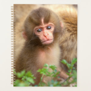 Agenda Retrato do Bebê Macaco da Neve