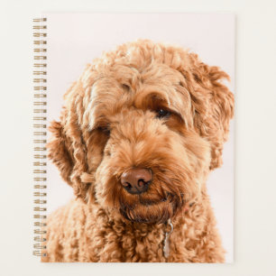 Agenda Retrato do Goldendoodle Studio