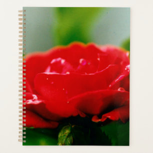 Agenda Rosa vermelha de manhã coberta com gotas de orvalh