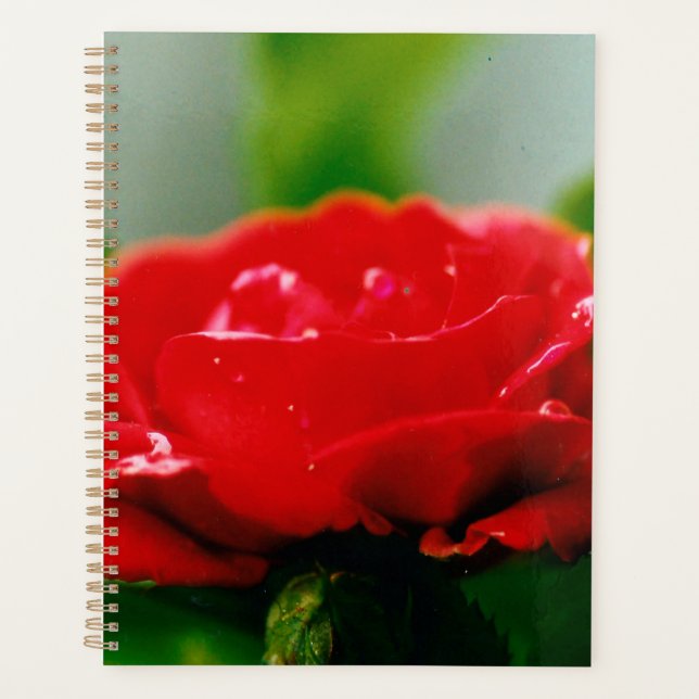 Agenda Rosa vermelha de manhã coberta com gotas de orvalh (Frente)