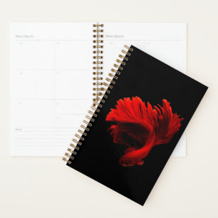 Agenda Ruby Red Siamese Fighting Fish