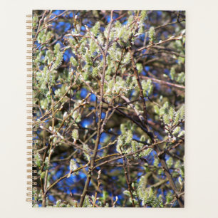 AGENDA SALGUEIRO DE PRIMAVERA