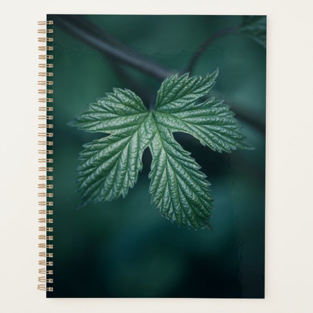 Agenda Salto Humulus Leaf Nature Foto (Frente)