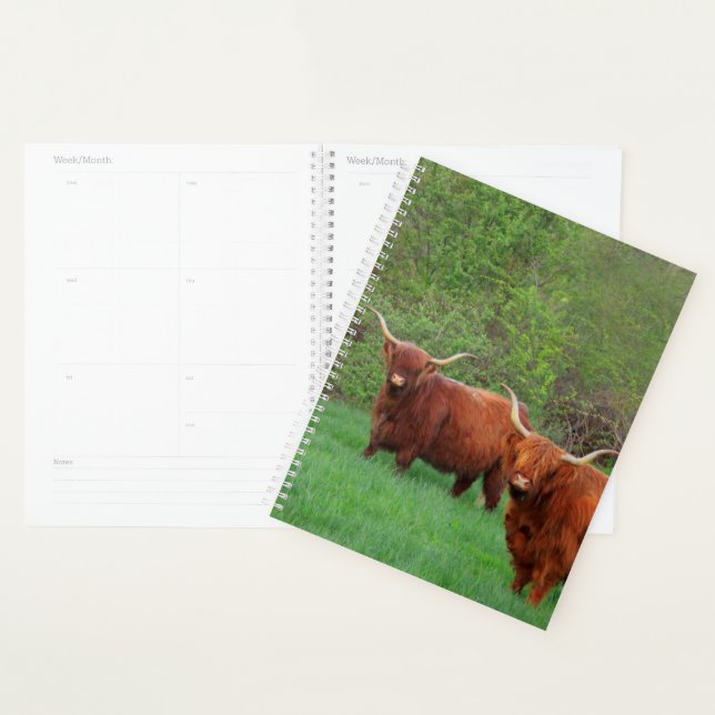 Agenda Scottish Highland Steer (Exibição)
