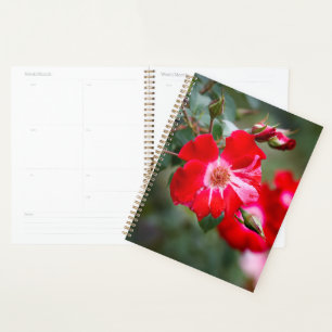 Agenda Shrub de 4 de julho