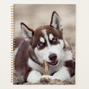 Agenda Siberian Husky Puppy na praia