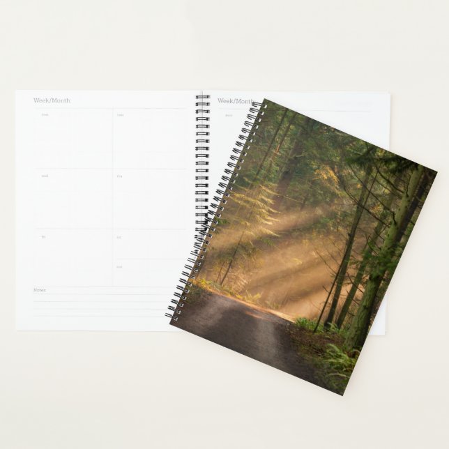 Agenda Sol brilhando através de uma floresta (Exibição)