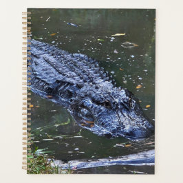 Agenda Sombra nas Águas Rasas