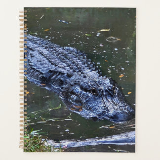 Agenda Sombra nas Águas Rasas