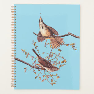 Agenda Sparrow Audubon Song com Aranha Pequena