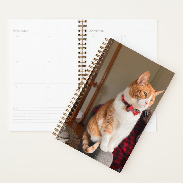 Agenda Spiral Planner Cozy Orange Tabby Cat  (Exibição)