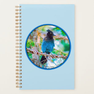 Agenda Steller's Jay - Fotografia original