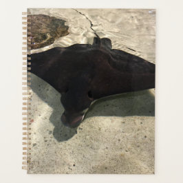 Agenda Stingray