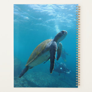 Agenda Tartarugas marinhas e répteis Fotografia Animal Se
