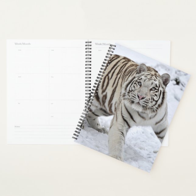 Agenda Tigre Branco (Exibição)