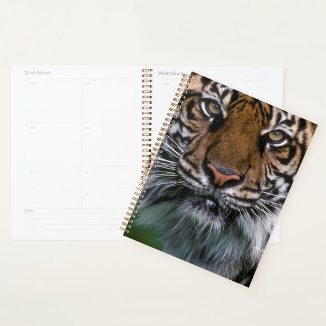 Agenda Tigre Cabeça e Face (Exibição)