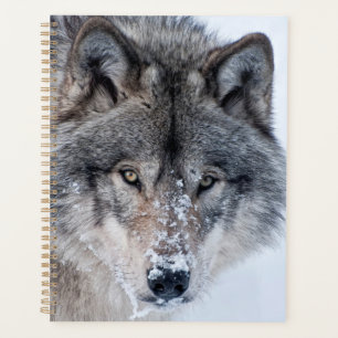 Agenda Timber Wolf