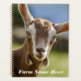 Agenda Toggenburg Dairy Goat Kid