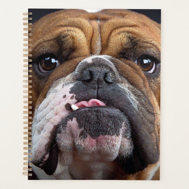 Agenda Travesseiro decorativo Inglês Bulldog (Frente)