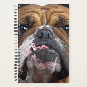 Agenda Travesseiro decorativo Inglês Bulldog