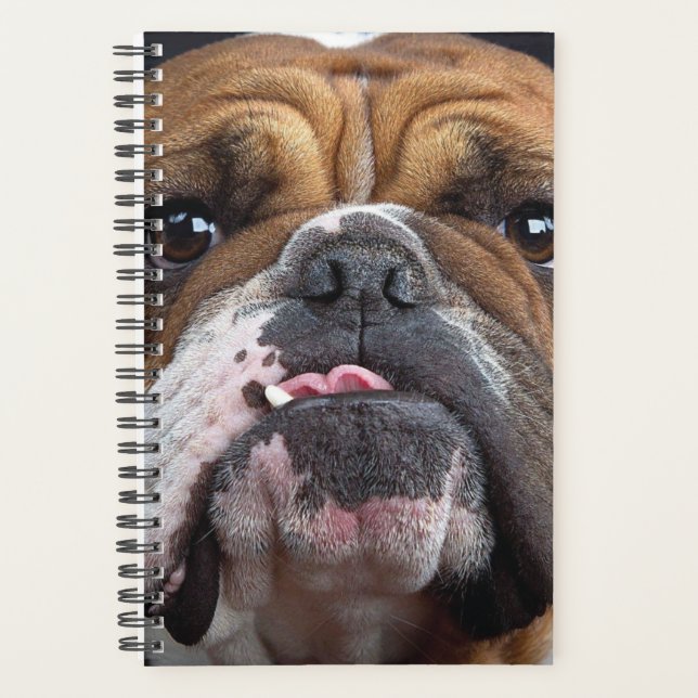 Agenda Travesseiro decorativo Inglês Bulldog (Frente)