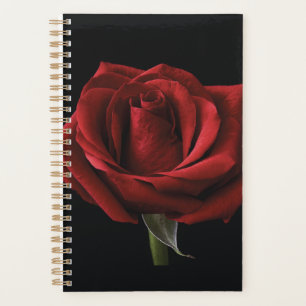 Agenda Travesseiro decorativo rosa vermelha
