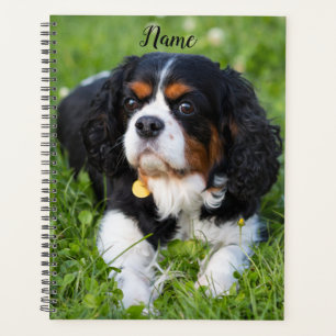 Agenda Tricolor Cavalier King Charles Spaniel Puppy Dog