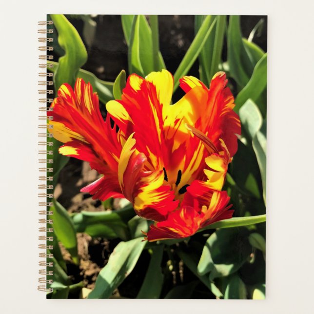 Agenda Tulipa de Papagaio Flaming de dentro a (Frente)