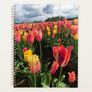 Agenda Tulipas bonito de Primavera em campo, Oregon