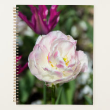 Tulipas cor-de-rosa brilhantes num dia ensolarado