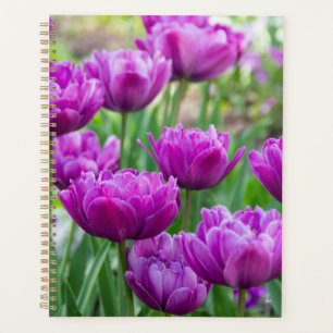 Agenda Tulipas lilases brilhantes em um dia ensolarado