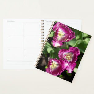 Agenda Tulipas púrpuras e brancas no jardim