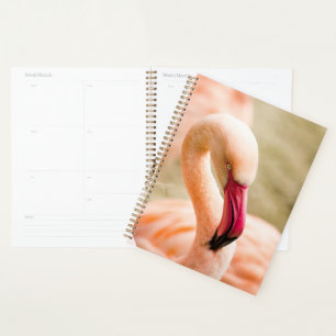Agenda Um Belo Flamingo Rosa
