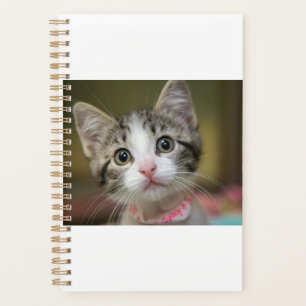 Agenda Um gatinho bonito com olhos verdes