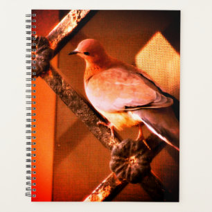 Agenda Uma Dove Adorável