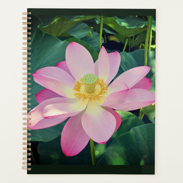 Agenda Uma flor de lótus vibrante (Frente)