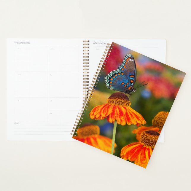 Agenda Uma Papilio troilus, Papilio troilus (Exibição)