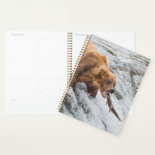 Agenda Urso Pardo Pega Salmão Vermelho