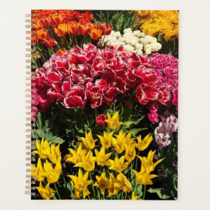 Agenda Variedade de Tulipas