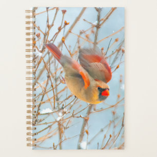 Agenda Voo Cardinal do norte - Fotografia Original