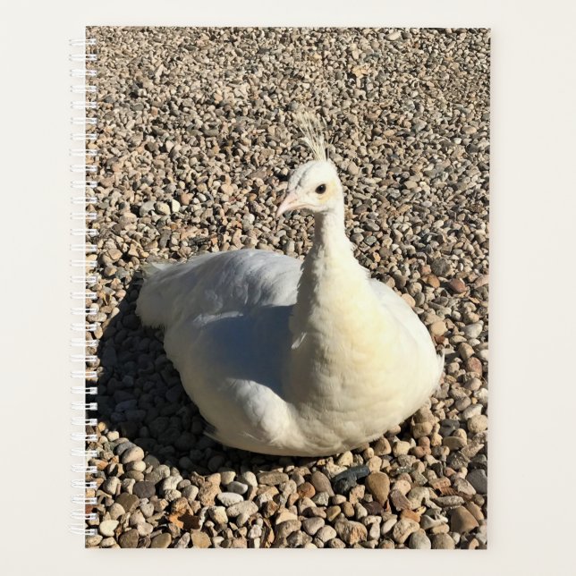 Agenda White Peacock, Idaho (Frente)