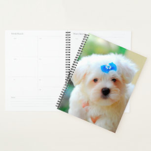 Agenda Yorkie Puppy