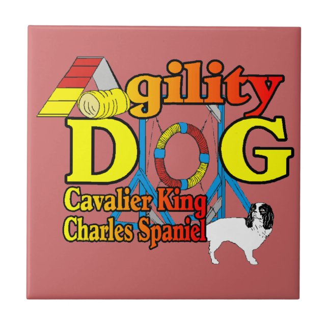 Agilidade do Cavalier King Charles Spaniel (Frente)