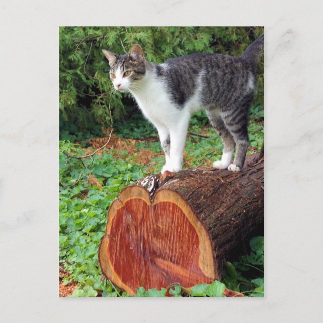 Agora Tem A Minha Atenção - Cartão De Gatinho (Frente)