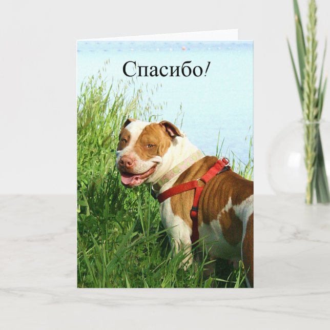 Agradecimento с п с и б Russo Obrigado Cartão de Saudação Pitbul (Frente)