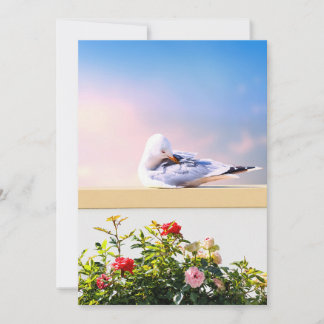 Agradecimento Cartão de Fotografia de Gaivota, Presente de Natur