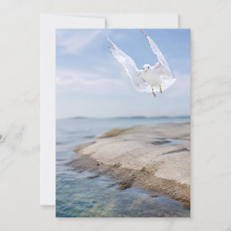 Agradecimento Cartão de Fotografia de Gaivota, Presente de Natur