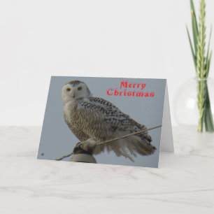 Agradecimento Cartão de Natal da Coruja da Neve B38