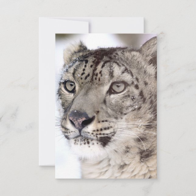Agradecimento Cartão de Natal do Leopardo da Neve (Frente)