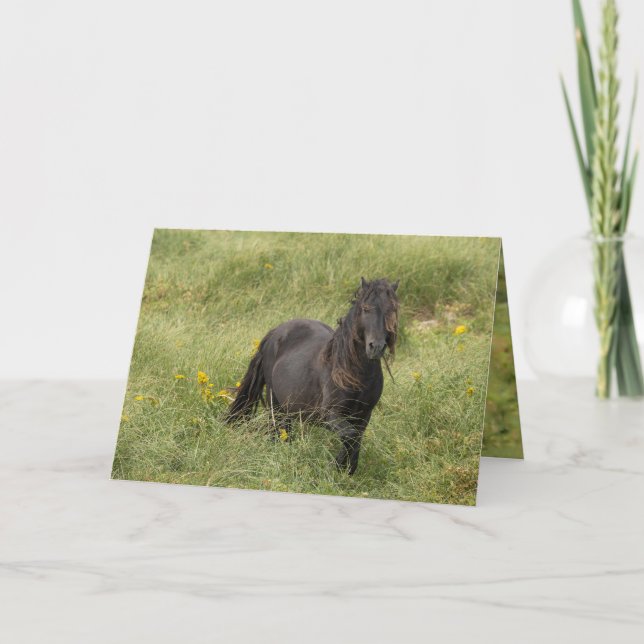 Agradecimento Cartão de Saudação de Stallion da Ilha Wild Sable (Frente)